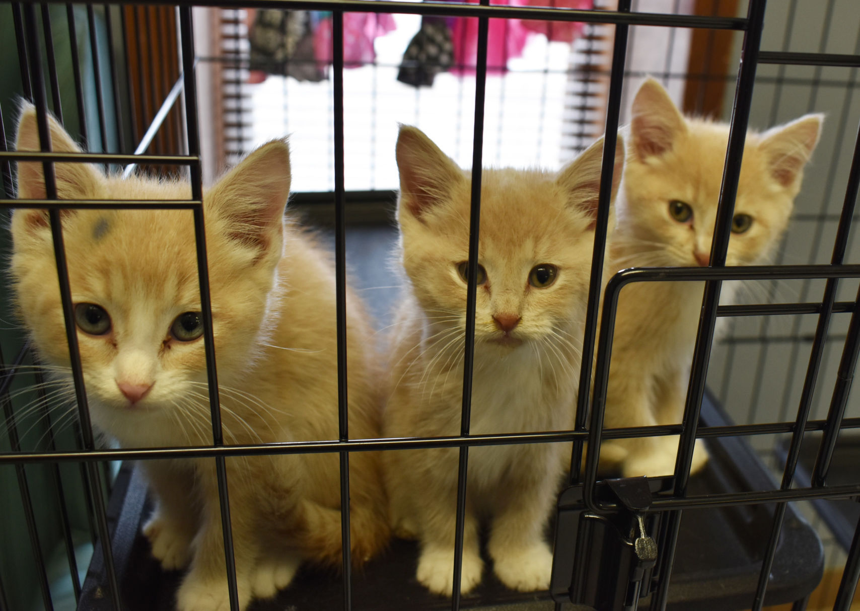 Kittens
